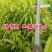 【火爆】中华桃王树苗5月中旬成熟大果800克甜掉牙