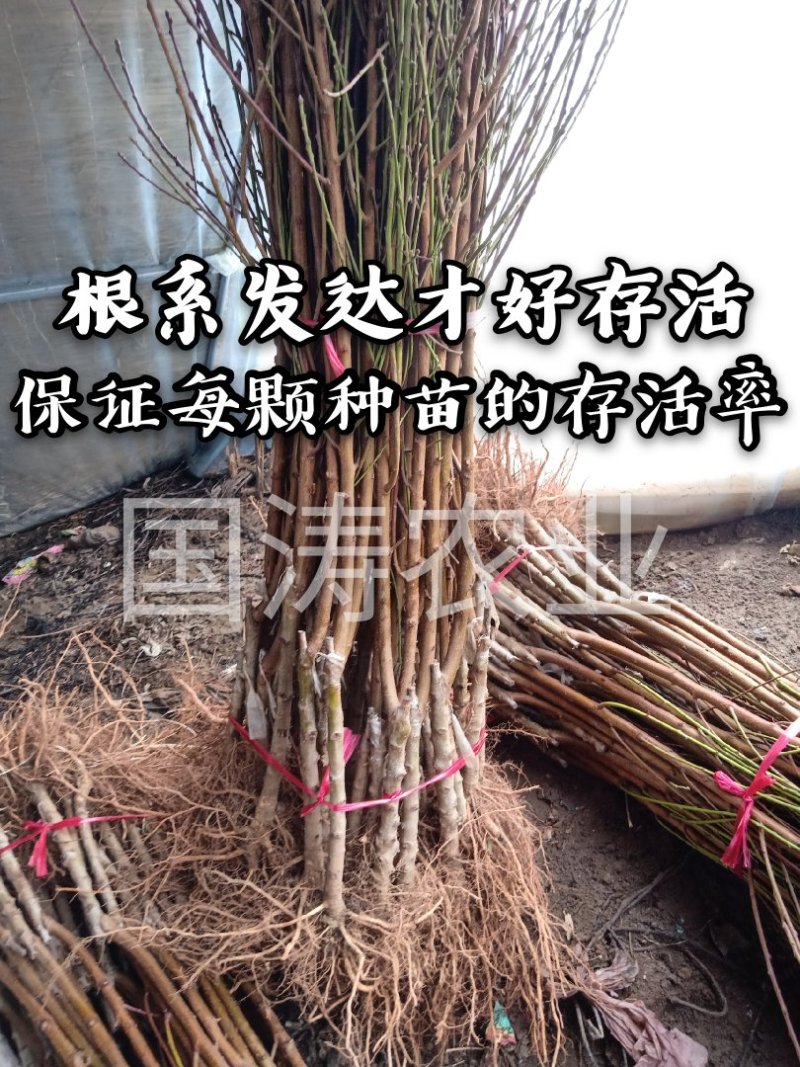 【火爆】中华桃王树苗5月中旬成熟大果800克甜掉牙