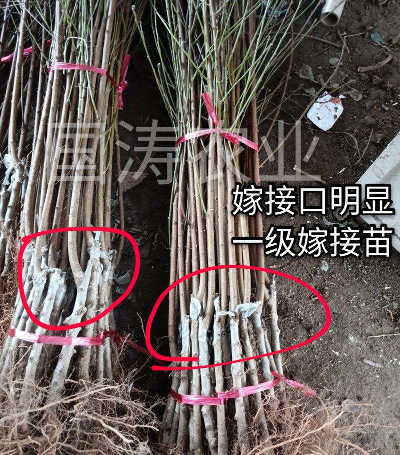 【火爆】中华桃王树苗5月中旬成熟大果800克甜掉牙