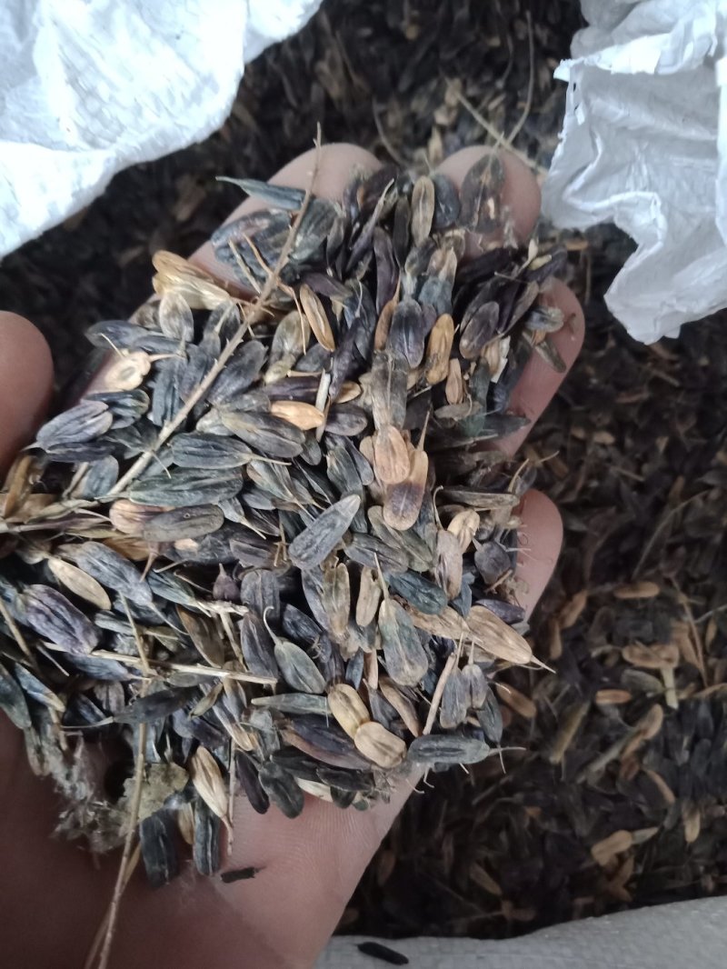 板兰根种子