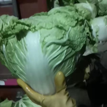 冷库大白菜，东京白菜，868白菜，新乡小包，质量好，代发