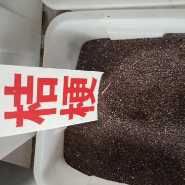 桔梗种子