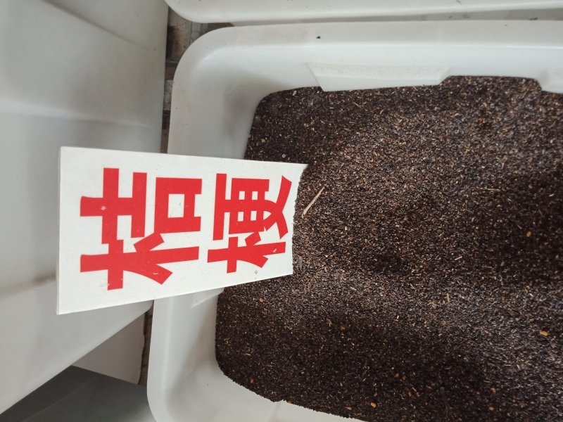 桔梗种子