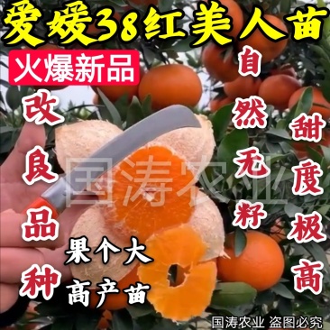爱媛38号柑桔苗改良新品皮薄甜度高脱毒育苗包邮