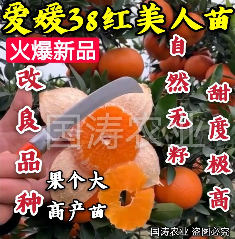 爱媛38号柑桔苗改良新品皮薄甜度高脱毒育苗包邮