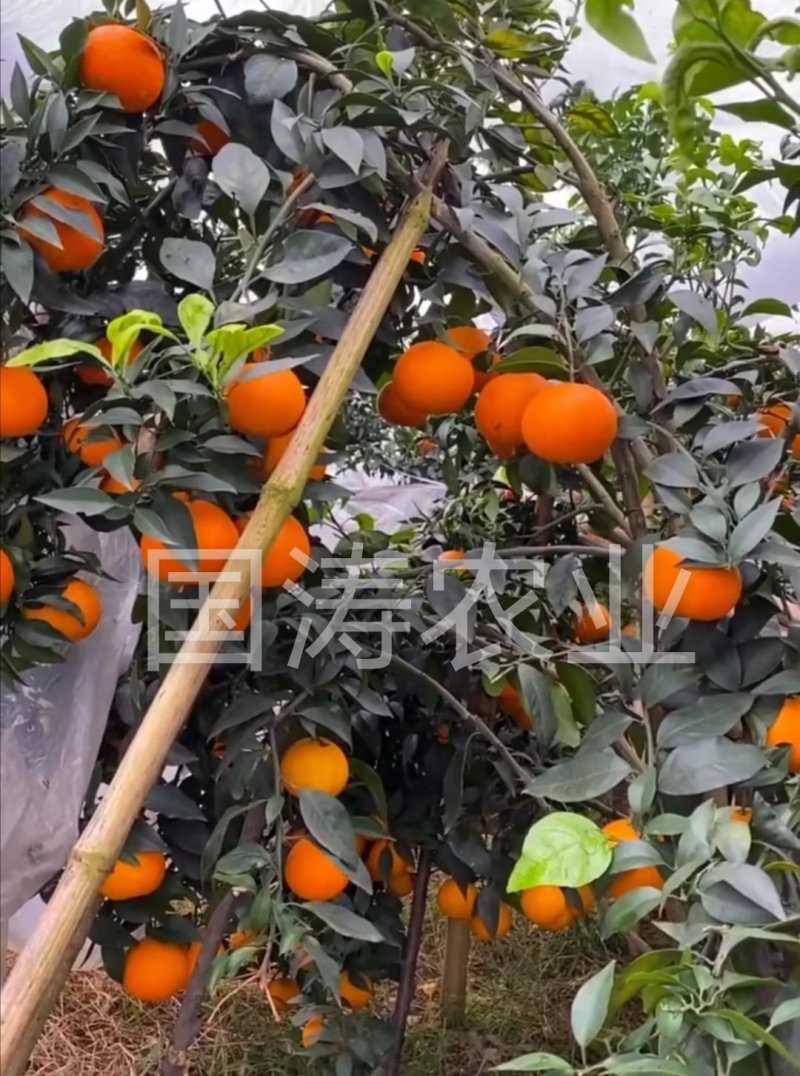 爱媛38号柑桔苗改良新品皮薄甜度高脱毒育苗包邮