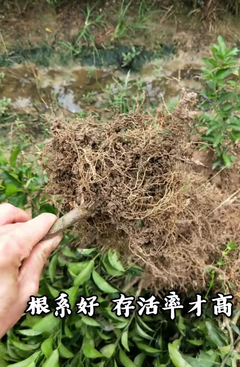 爱媛38号柑桔苗改良新品皮薄甜度高脱毒育苗包邮