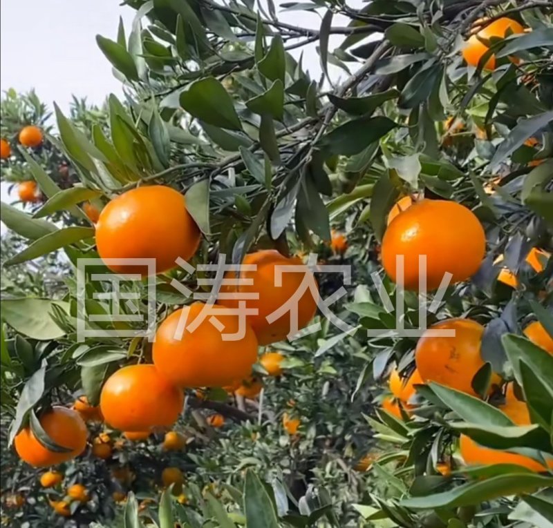爱媛38号柑桔苗改良新品皮薄甜度高脱毒育苗包邮