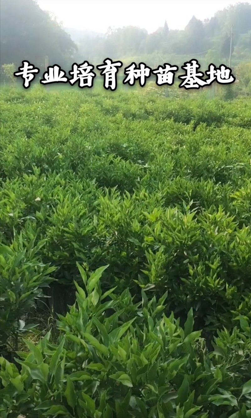 爱媛38号柑桔苗改良新品皮薄甜度高脱毒育苗包邮