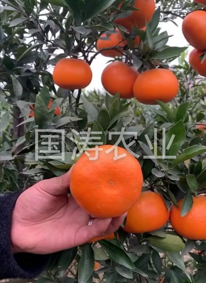 爱媛38号柑桔苗改良新品皮薄甜度高脱毒育苗包邮