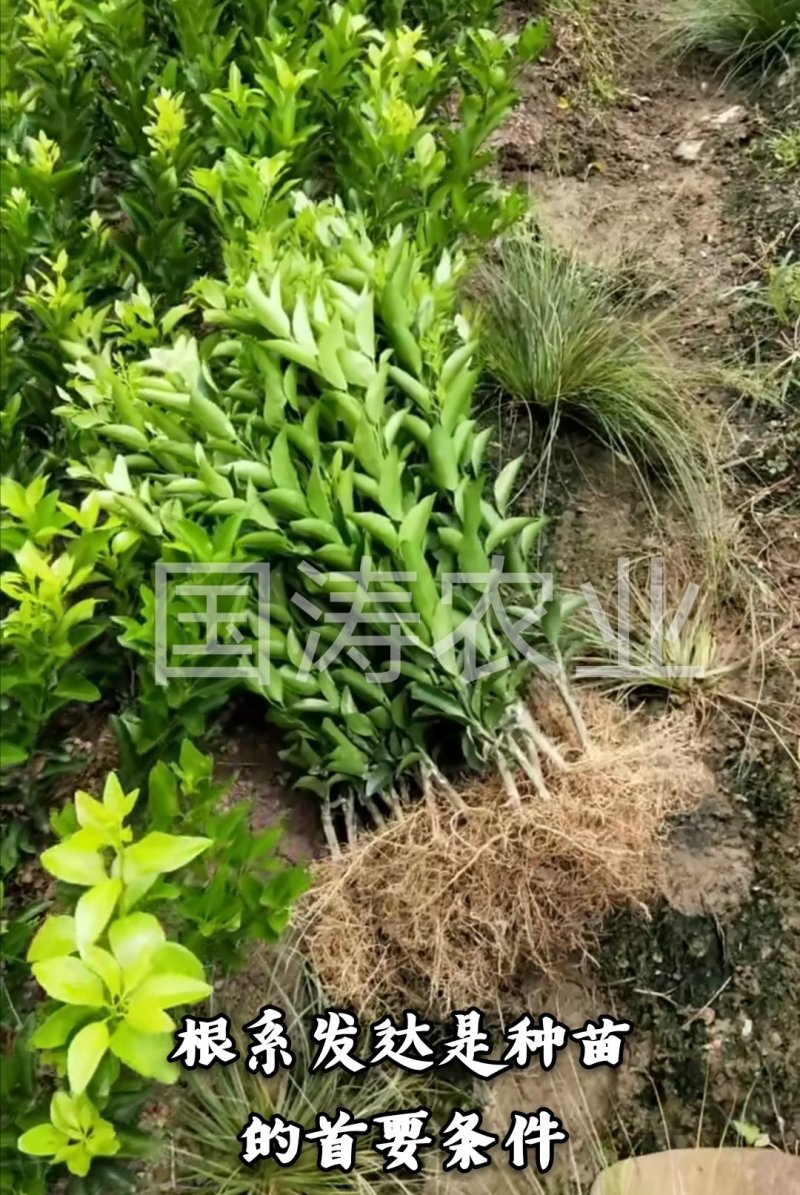 爱媛38号柑桔苗改良新品皮薄甜度高脱毒育苗包邮