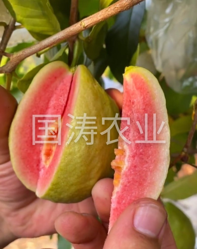 风味红心四季梨苗改良新品红心肉皮薄脆甜脱毒育苗