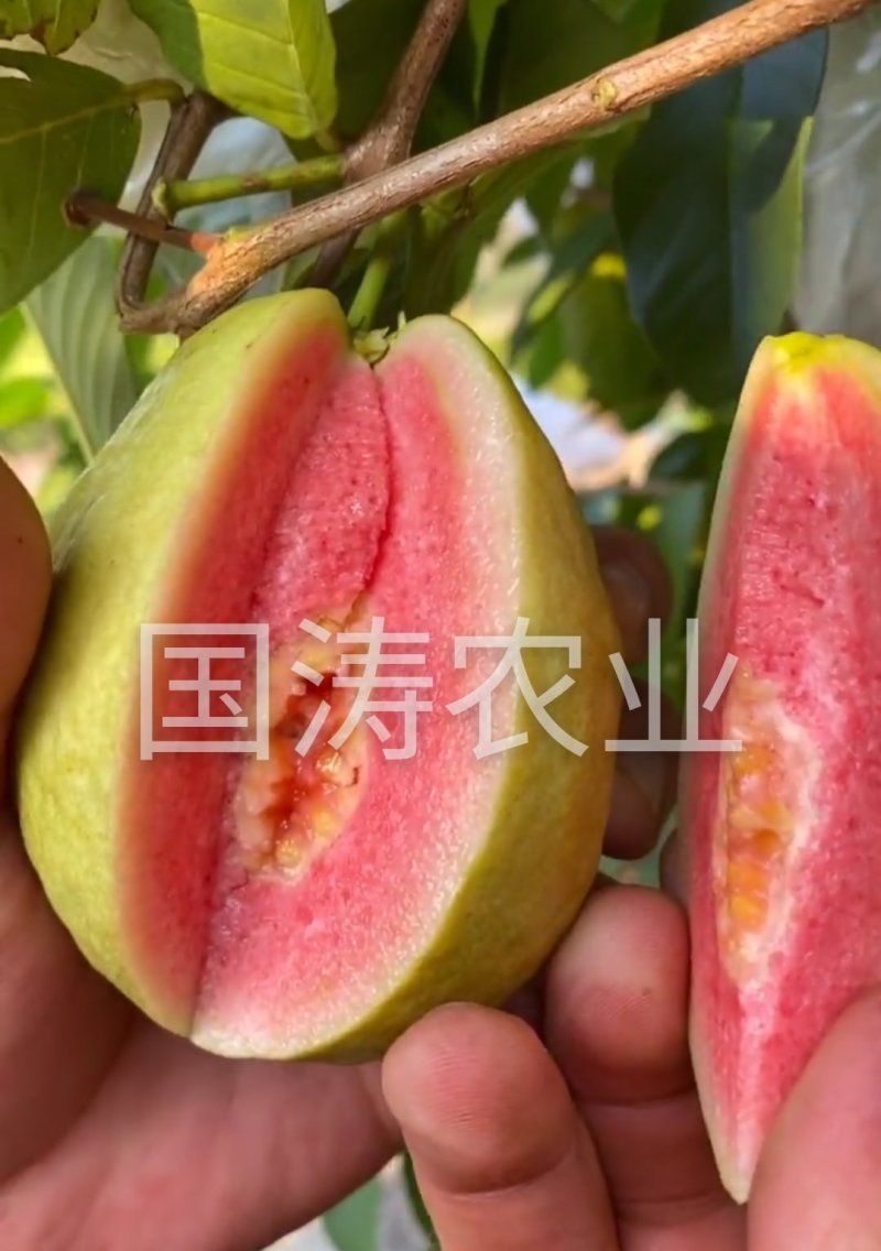 风味红心四季梨苗改良新品红心肉皮薄脆甜脱毒育苗
