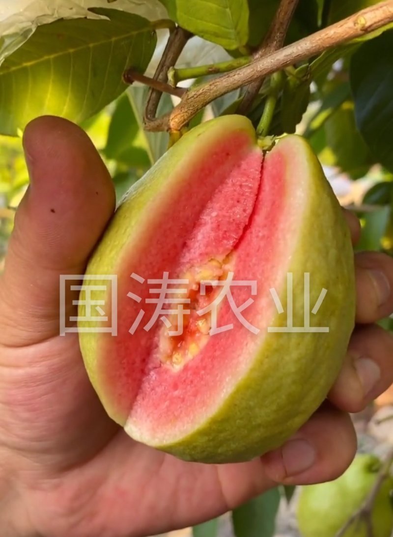 风味红心四季梨苗改良新品红心肉皮薄脆甜脱毒育苗