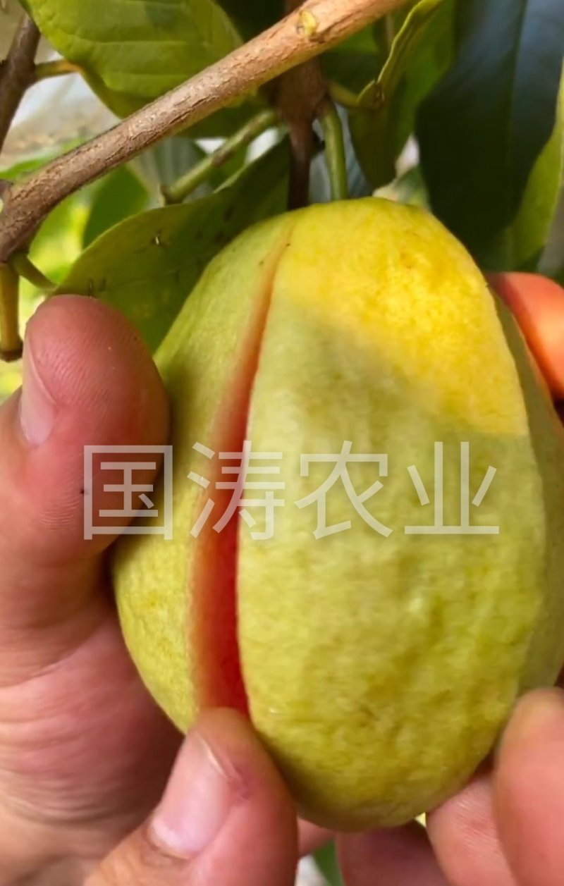 风味红心四季梨苗改良新品红心肉皮薄脆甜脱毒育苗