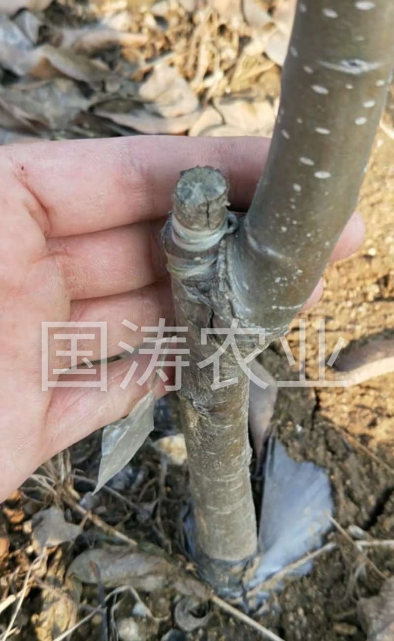 风味红心四季梨苗改良新品红心肉皮薄脆甜脱毒育苗