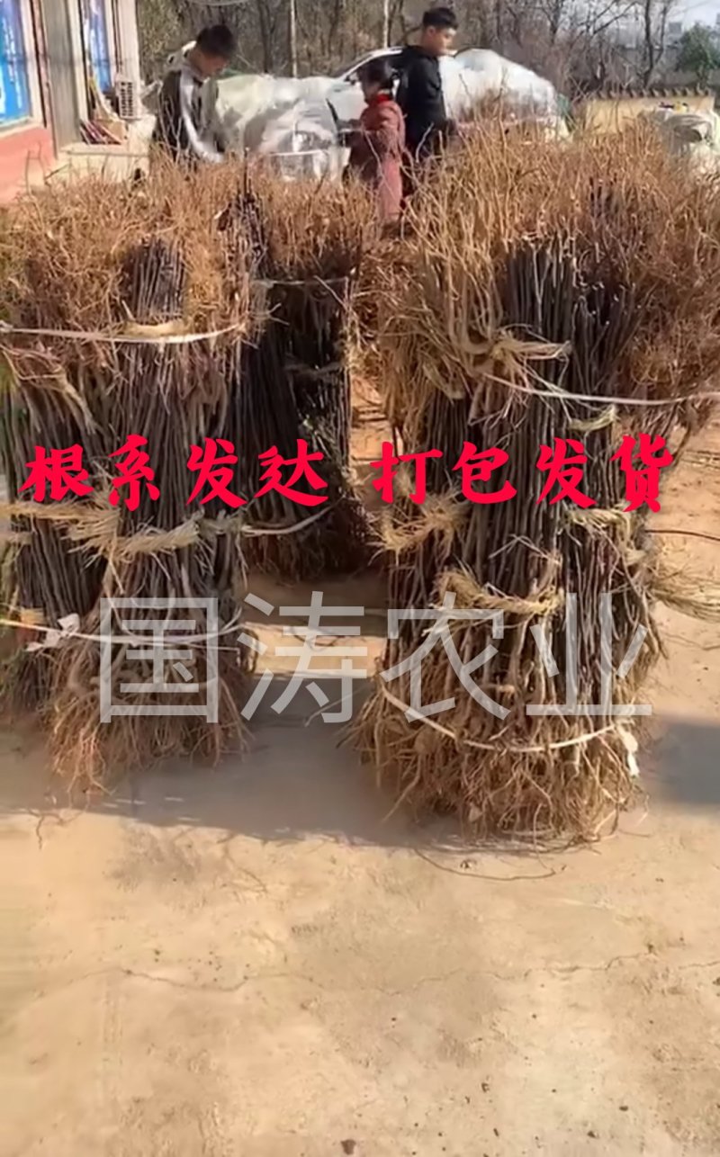 风味红心四季梨苗改良新品红心肉皮薄脆甜脱毒育苗
