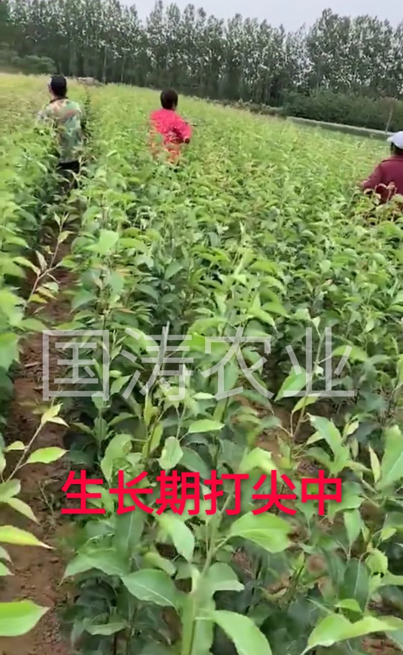 风味红心四季梨苗改良新品红心肉皮薄脆甜脱毒育苗