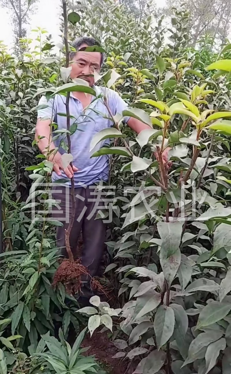 风味红心四季梨苗改良新品红心肉皮薄脆甜脱毒育苗