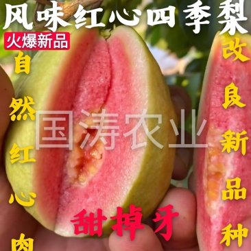 风味红心四季梨苗改良新品红心肉皮薄脆甜脱毒育苗