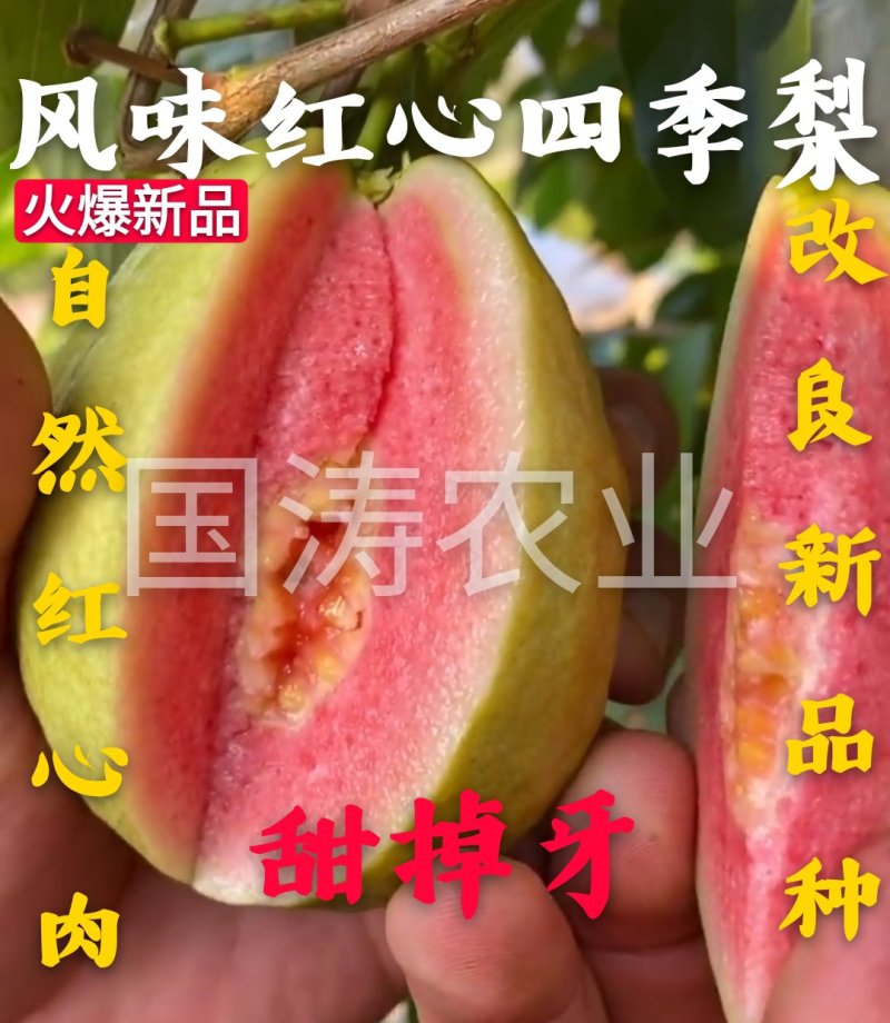 风味红心四季梨苗改良新品红心肉皮薄脆甜脱毒育苗