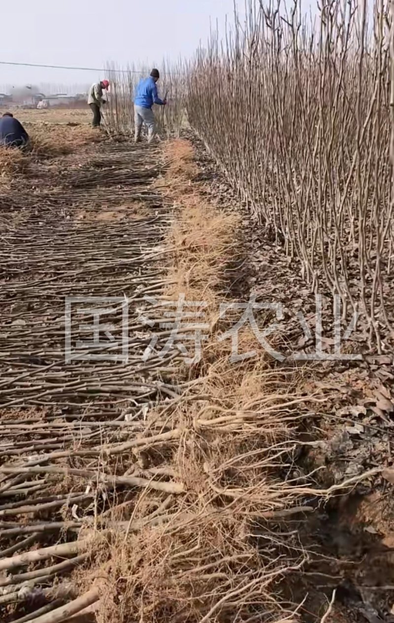 风味红心四季梨苗改良新品红心肉皮薄脆甜脱毒育苗
