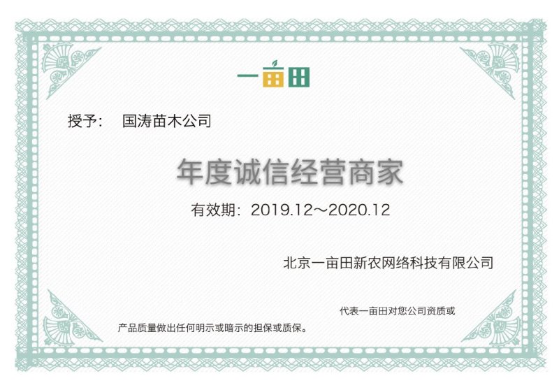风味红心四季梨苗改良新品红心肉皮薄脆甜脱毒育苗