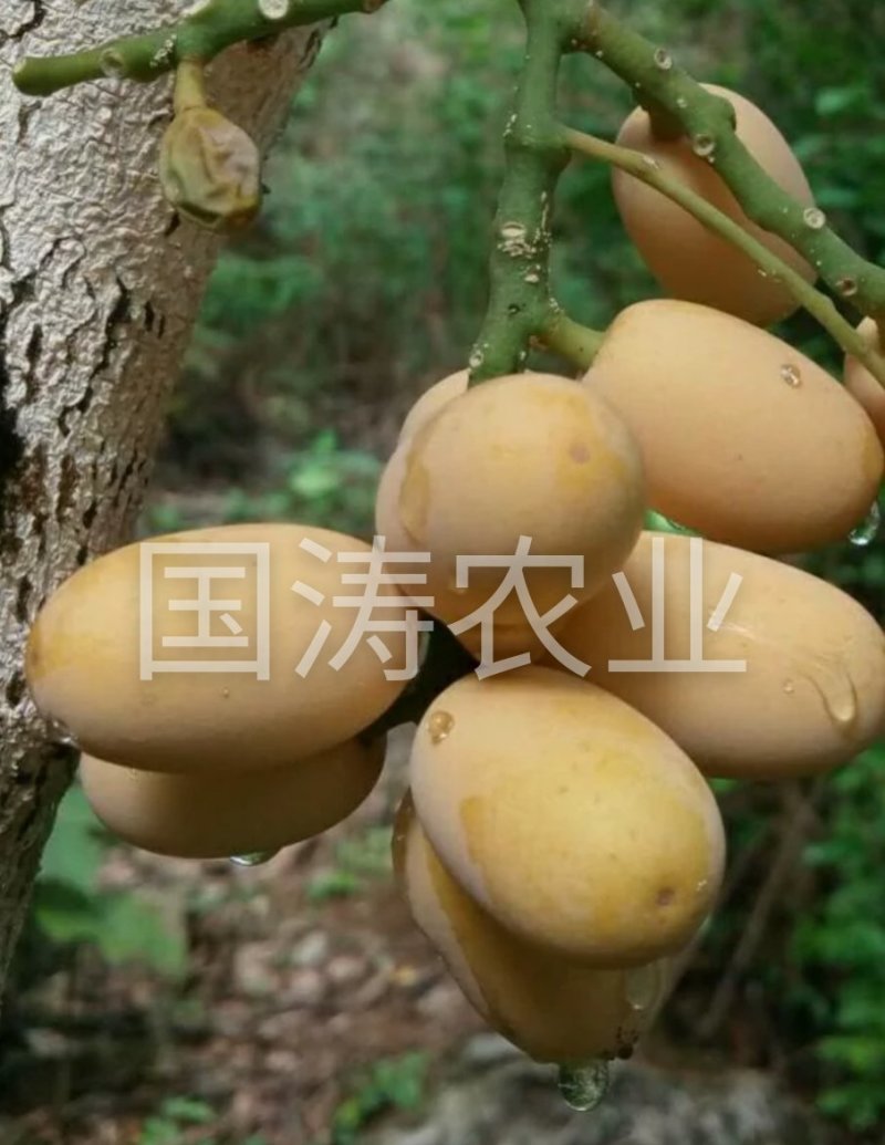 黄蜜2号枇杷苗改良新品无籽枇杷果个大脱毒育苗包邮