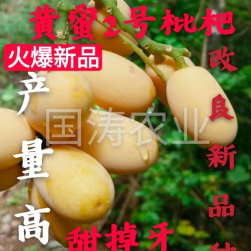 黄蜜2号枇杷苗改良新品无籽枇杷果个大脱毒育苗包邮