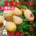 黄蜜2号枇杷苗改良新品无籽枇杷果个大脱毒育苗包邮