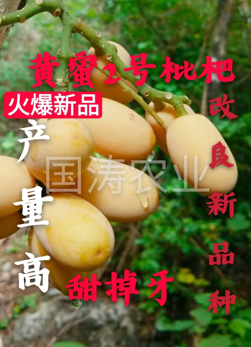 黄蜜2号枇杷苗改良新品无籽枇杷果个大脱毒育苗包邮