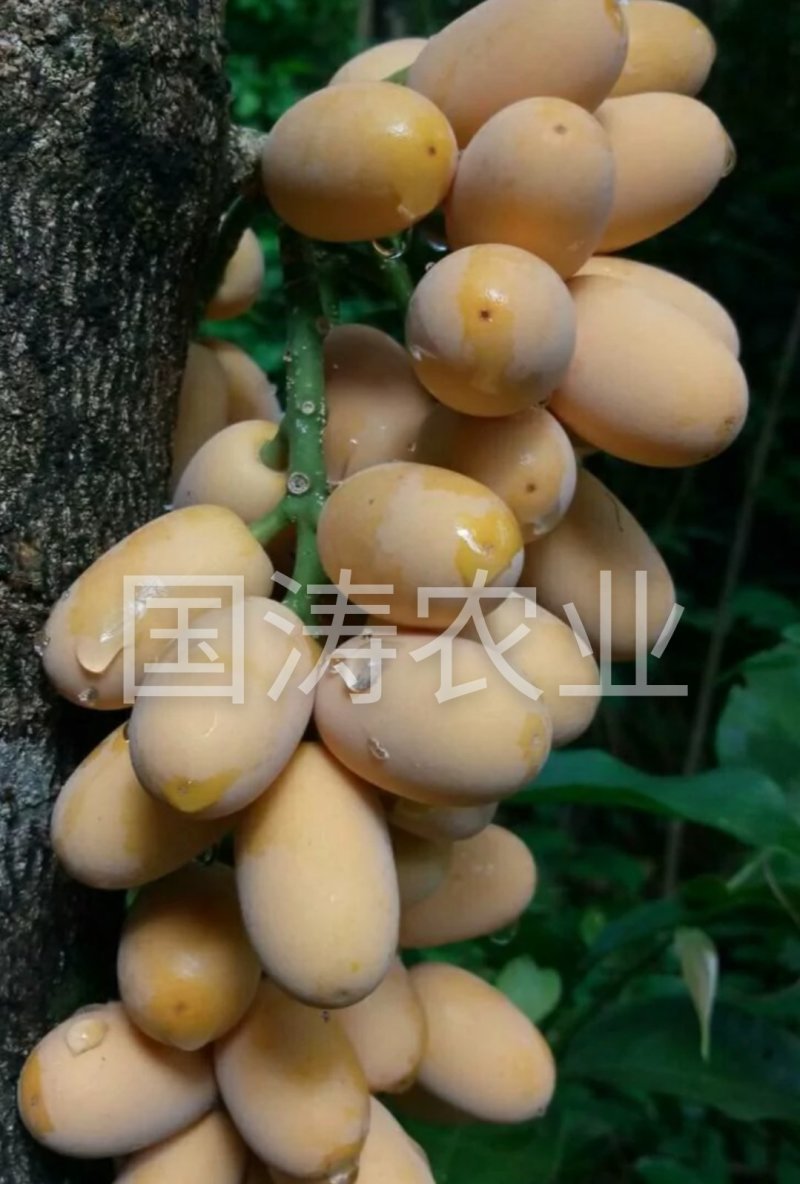 黄蜜2号枇杷苗改良新品无籽枇杷果个大脱毒育苗包邮