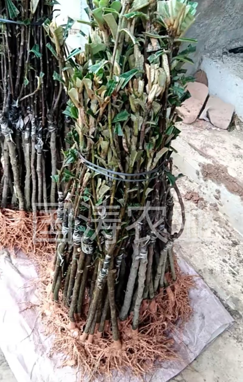 黄蜜2号枇杷苗改良新品无籽枇杷果个大脱毒育苗包邮