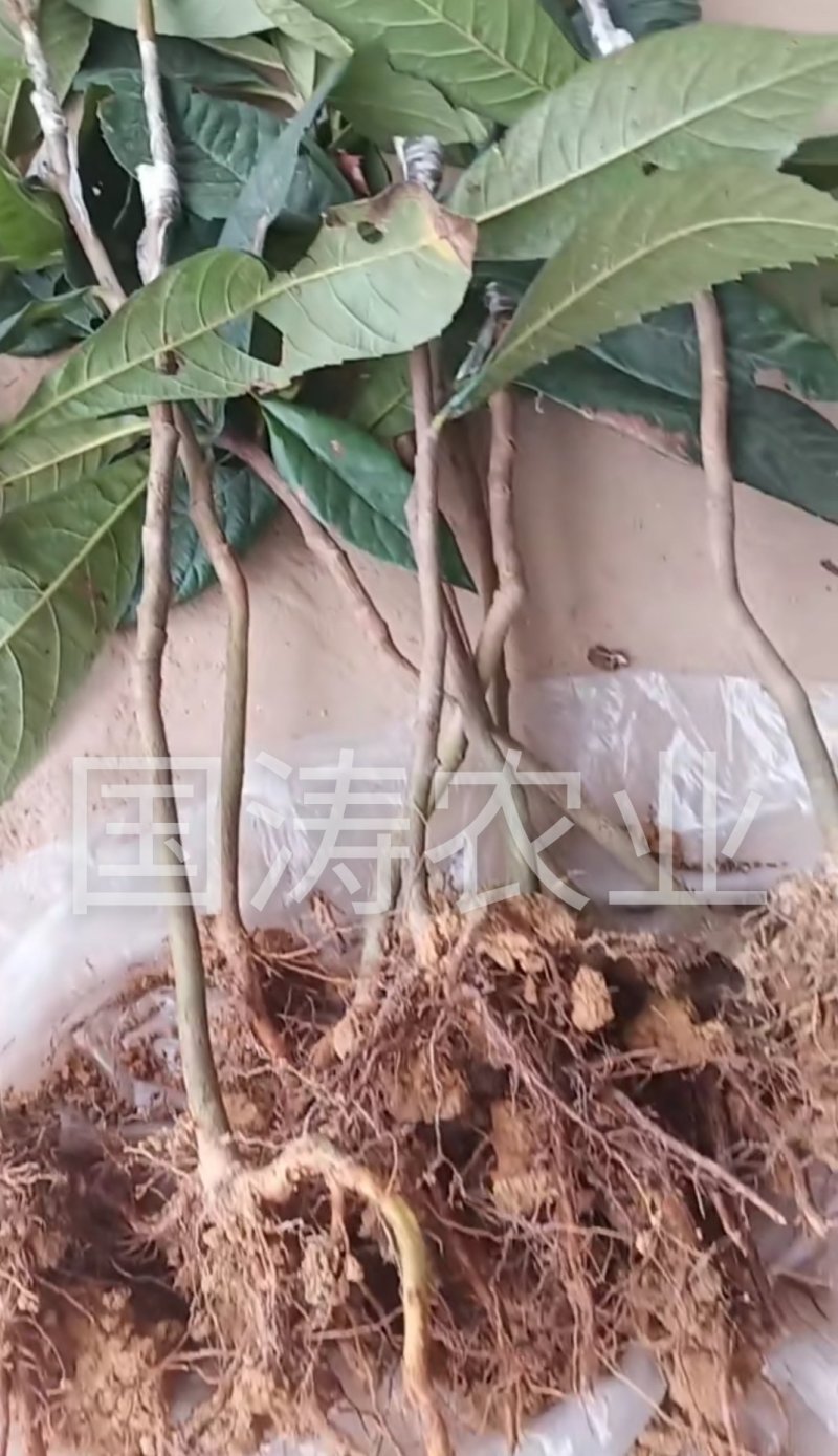 黄蜜2号枇杷苗改良新品无籽枇杷果个大脱毒育苗包邮