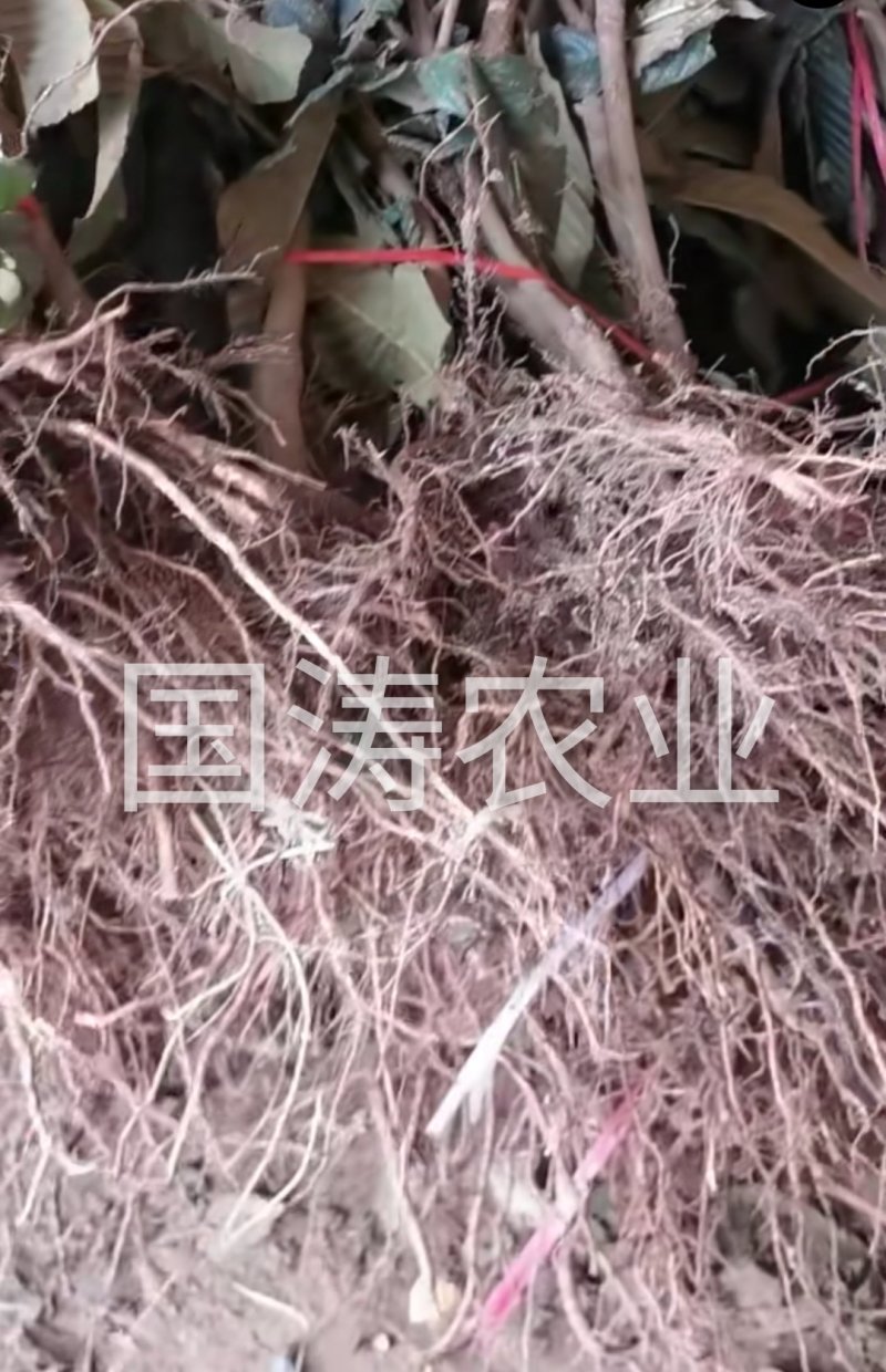 黄蜜2号枇杷苗改良新品无籽枇杷果个大脱毒育苗包邮