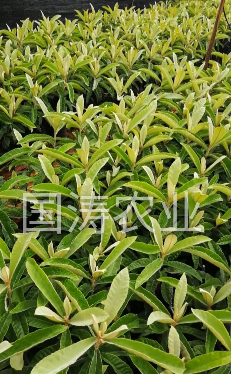 黄蜜2号枇杷苗改良新品无籽枇杷果个大脱毒育苗包邮