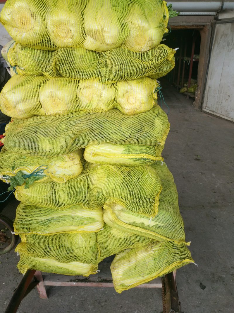 北京新三号白菜上市，专业工人加工质量好价格便