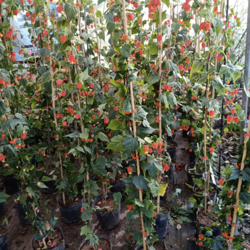 灯笼花木藤本植物，基地直销