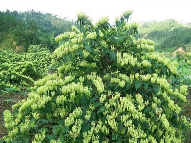 出售湘蕾五号湘蕾金银花苗，又叫金翠蕾（白头苗）