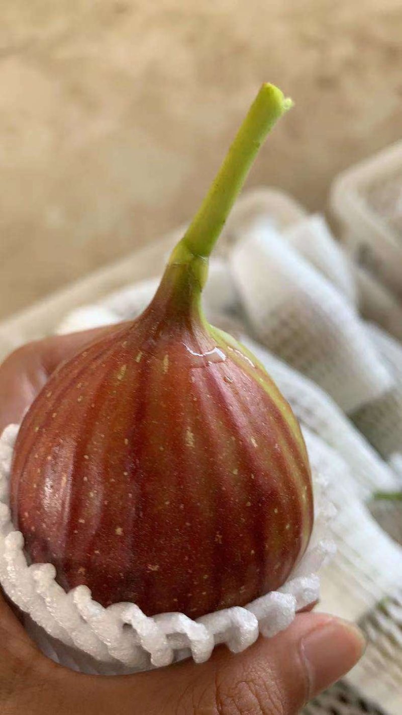 无花果