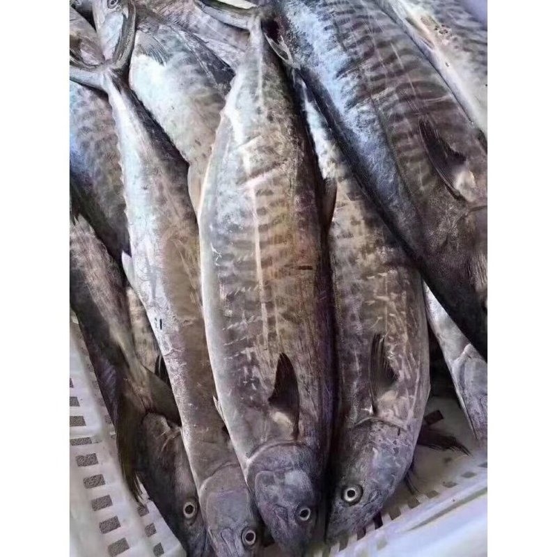 鲅鱼马鲛鱼新鲜鲅鱼马鲛鱼码头发货
