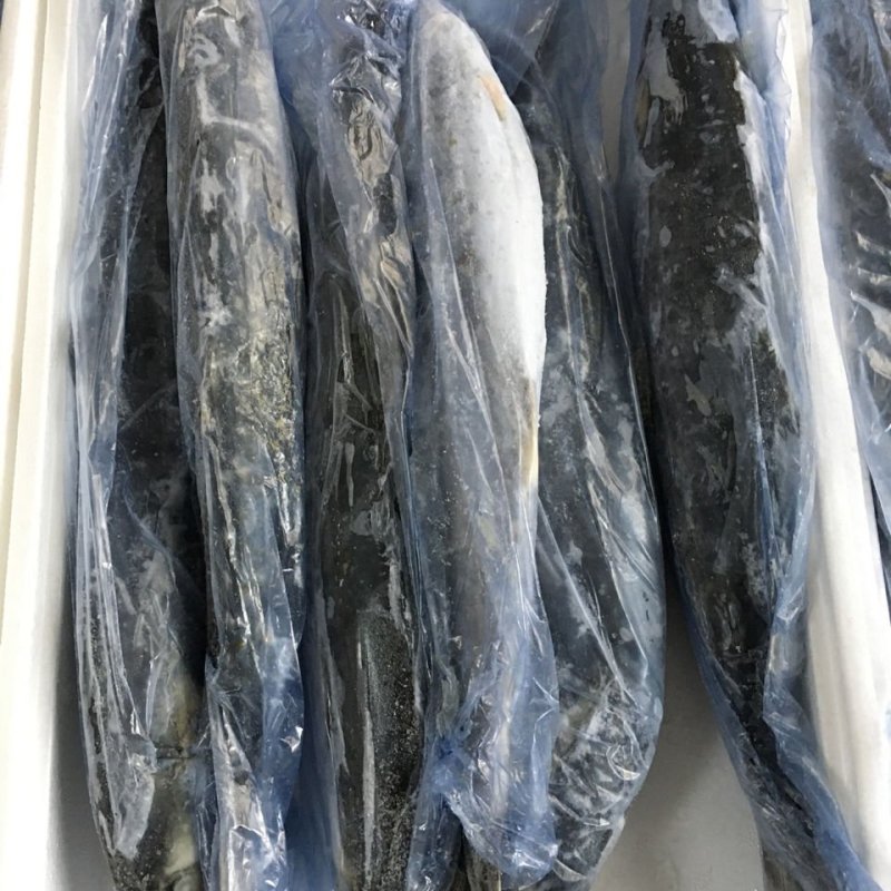 鲅鱼马鲛鱼新鲜鲅鱼马鲛鱼码头发货