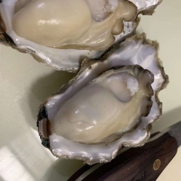 生蚝
