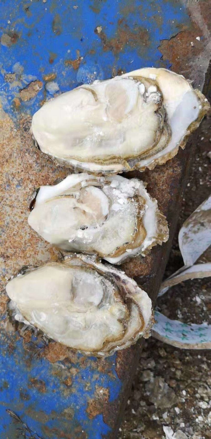 生蚝