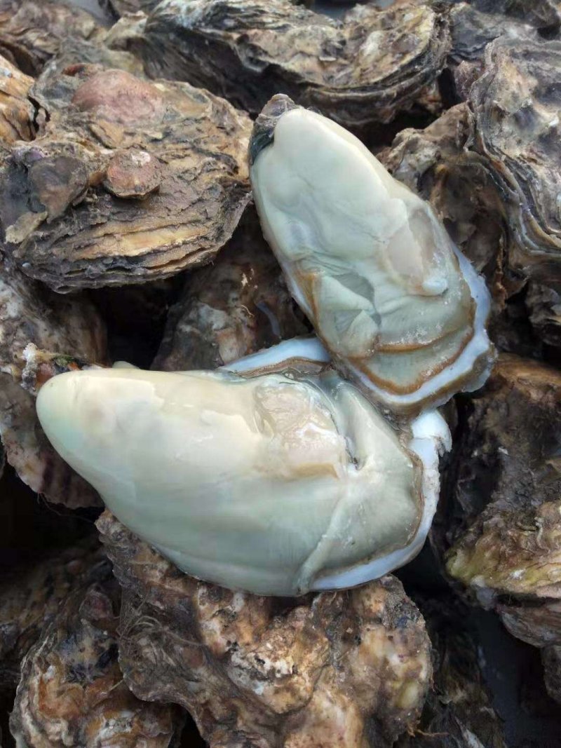 生蚝