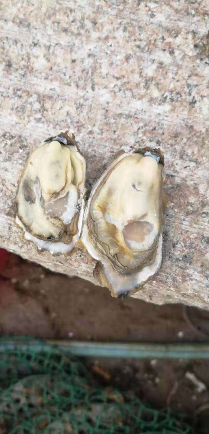 生蚝