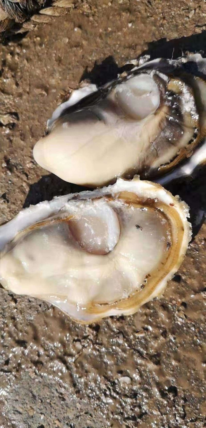 生蚝