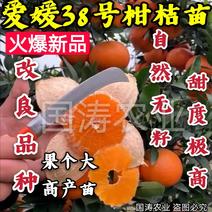 爱媛38号柑橘苗自然无核脱毒育苗基地直发包技术