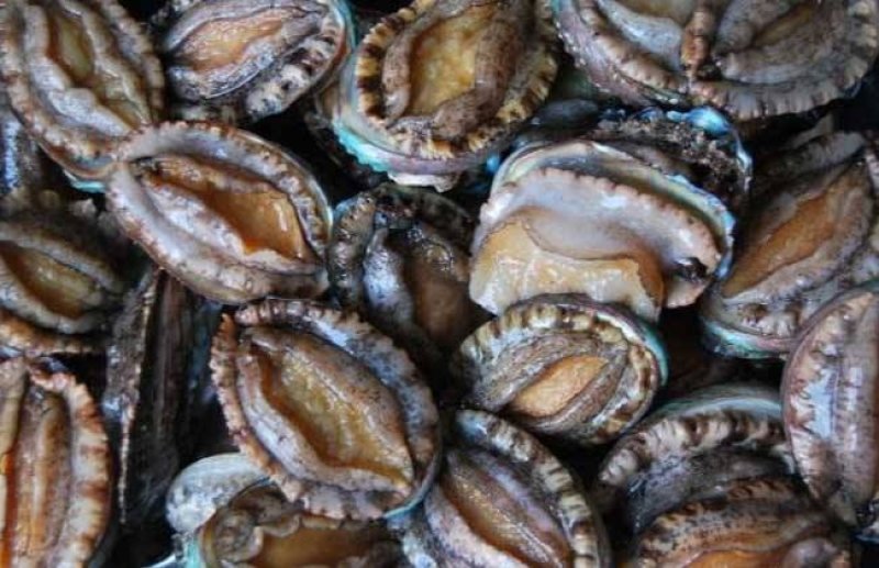 鲍鱼鲜活发货味道鲜美海鲜珍品