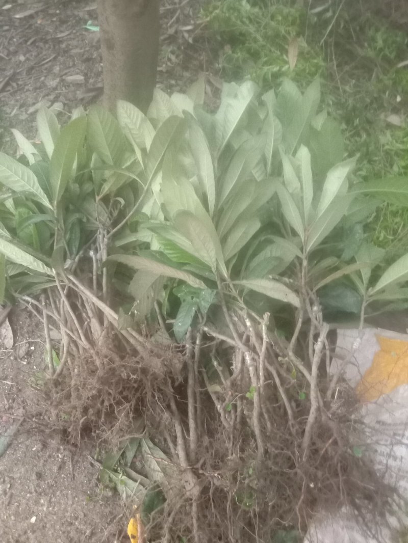 广东省韶关市优质解放钟枇杷苗(产量高，价格好)